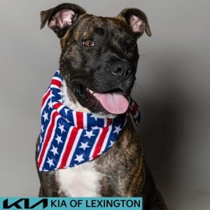 Website Pet Pictures - 2026-06-29T135747.579