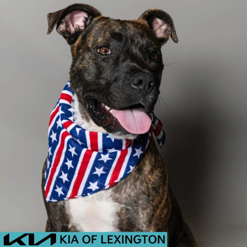 Website Pet Pictures - 2026-06-29T135747.579