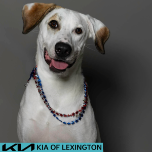 Website Pet Pictures - 2026-06-29T140857.649