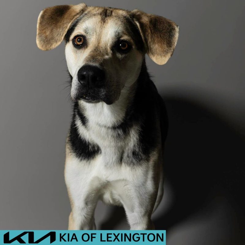 Website Pet Pictures - 2026-06-29T141458.685