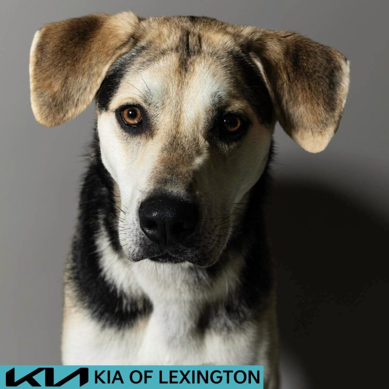 Website Pet Pictures - 2026-06-29T141604.181