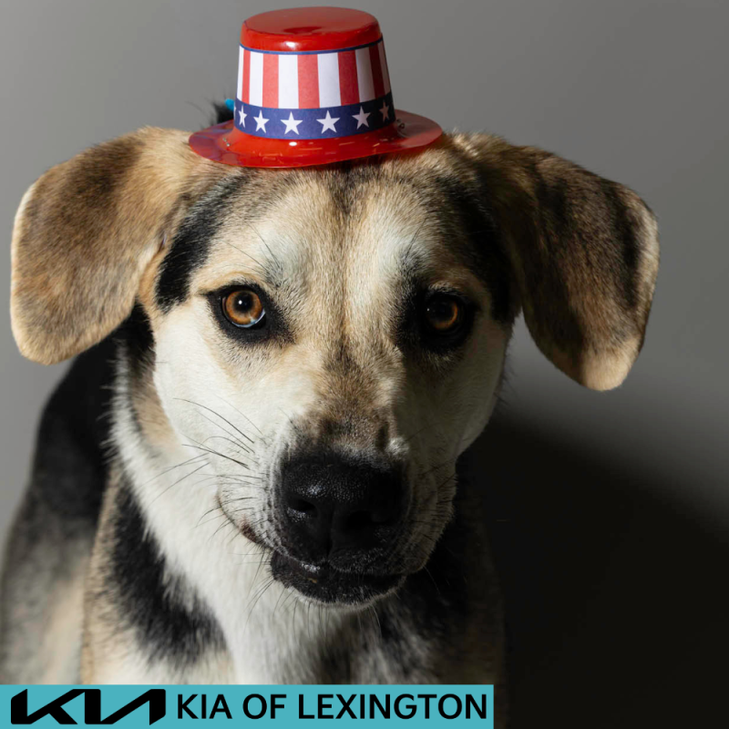 Website Pet Pictures - 2026-06-29T141650.440