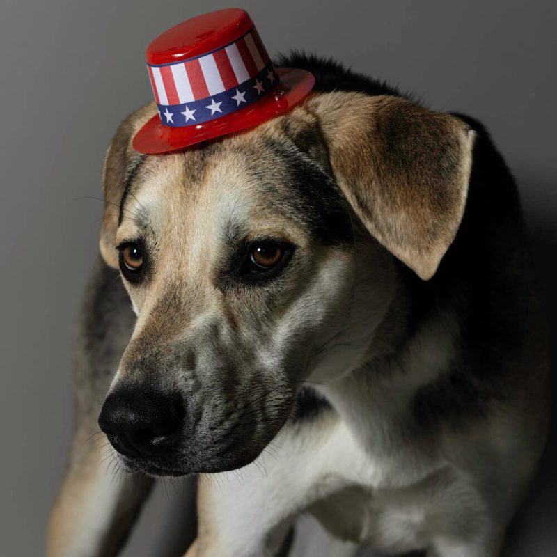 Website Pet Pictures - 2026-06-29T141725.745