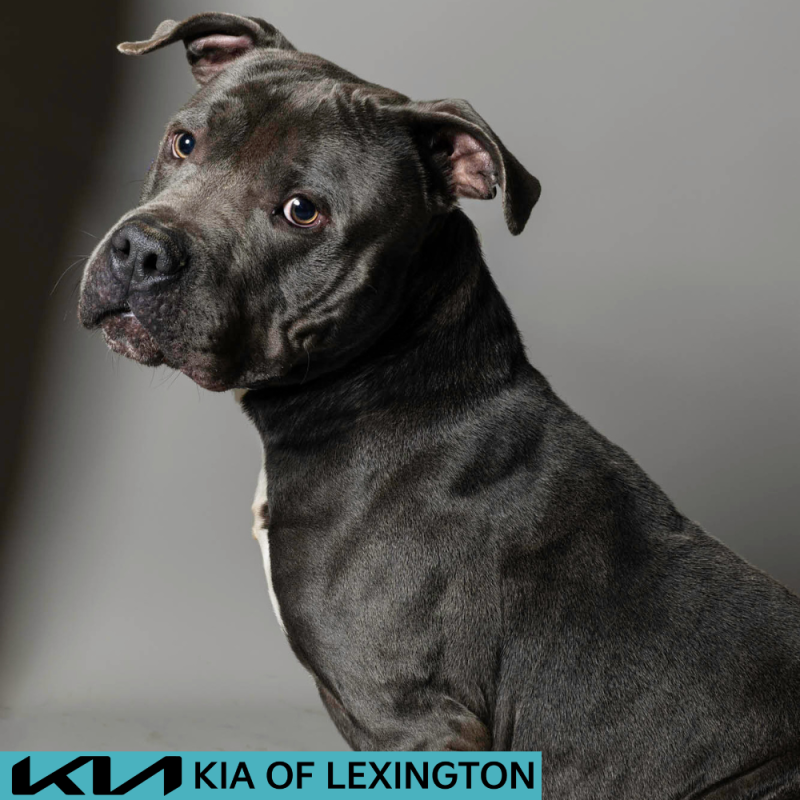 Website Pet Pictures - 2026-06-29T142326.820