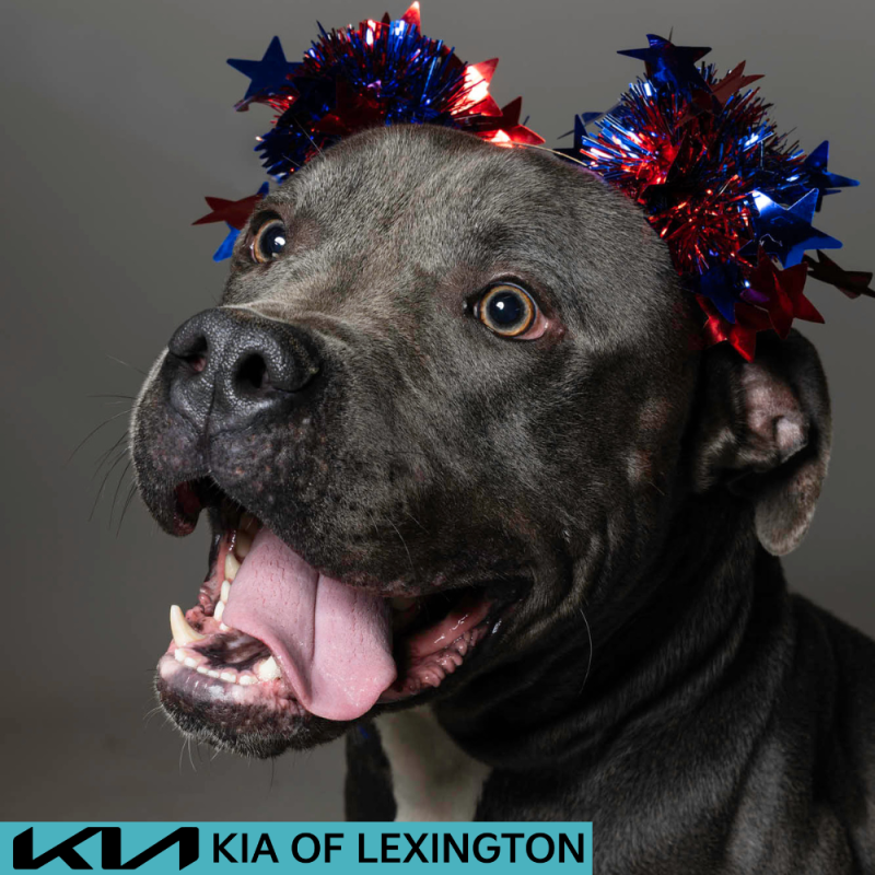 Website Pet Pictures - 2026-06-29T142449.837