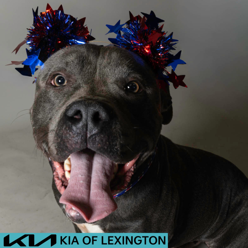 Website Pet Pictures - 2026-06-29T142557.937