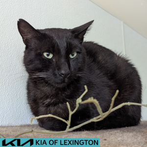 Website Pet Pictures - 2026-06-29T152320.918