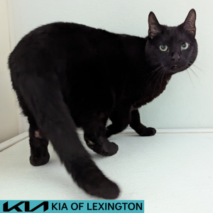 Website Pet Pictures - 2026-06-29T152717.936