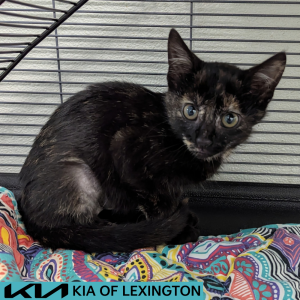 Website Pet Pictures - 2026-07-01T131509.331