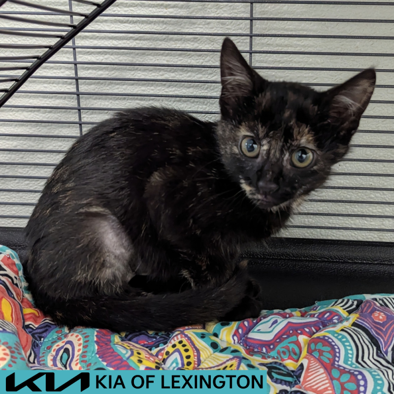 Website Pet Pictures - 2026-07-01T131509.331