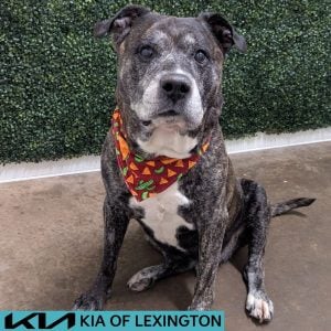 Website Pet Pictures - 2026-07-03T182512.353