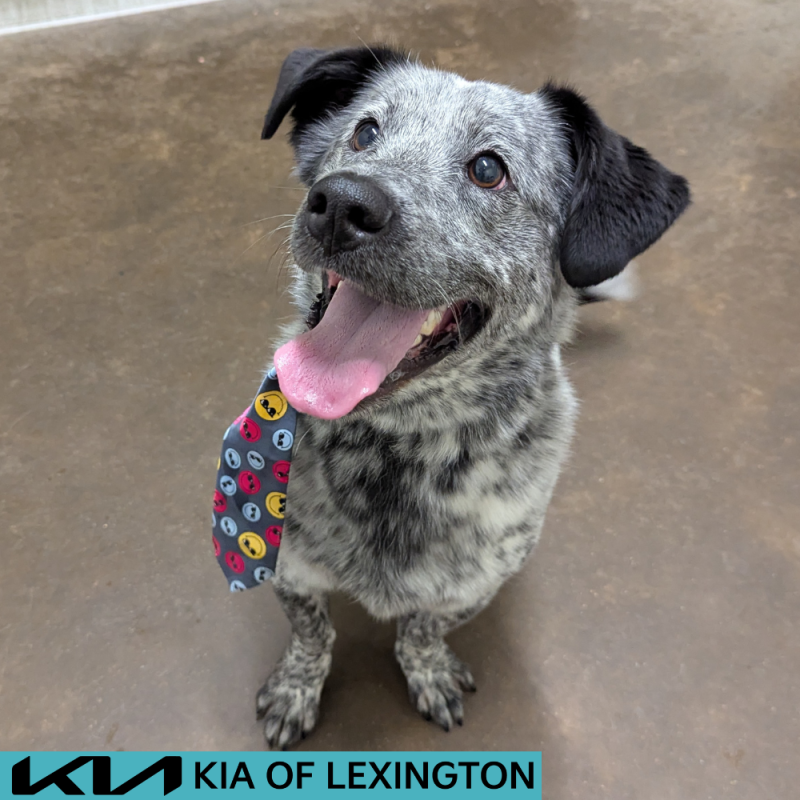 Website Pet Pictures - 2026-07-03T182726.373