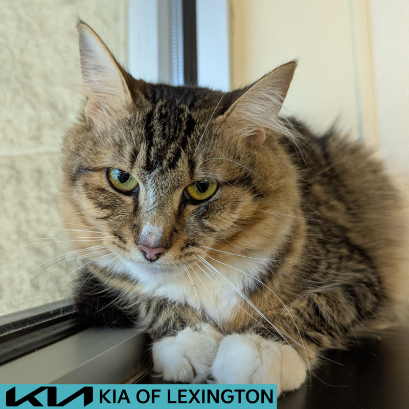 Website Pet Pictures - 2026-07-03T184639.271