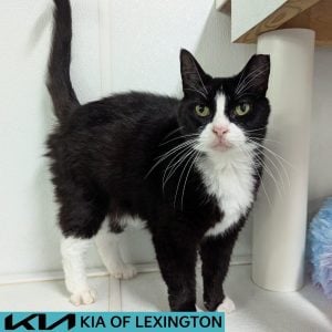 Website Pet Pictures - 2026-07-03T185042.748