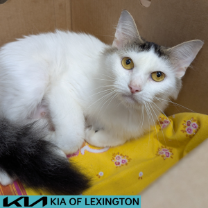 Website Pet Pictures - 2026-07-03T185925.380