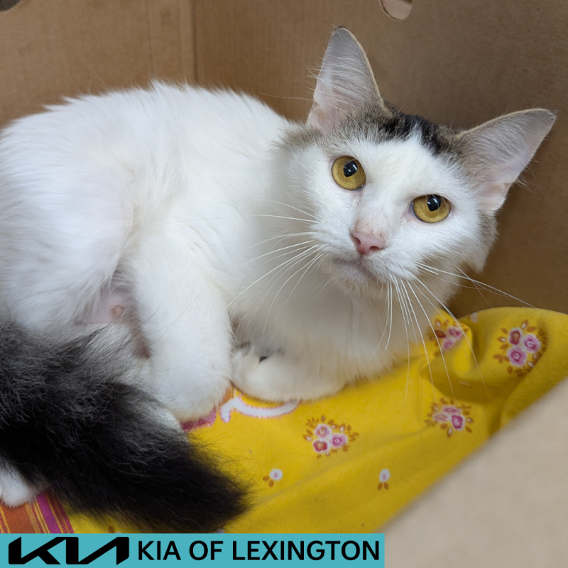 Website Pet Pictures - 2026-07-03T185925.380