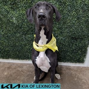 Website Pet Pictures - 2026-07-03T194623.403