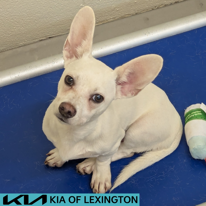 Website Pet Pictures - 2026-07-05T103156.391