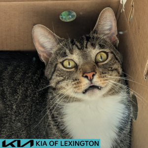 Website Pet Pictures - 2026-07-05T104845.625