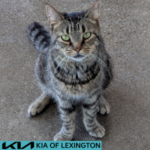 Website Pet Pictures - 2026-07-05T105316.441