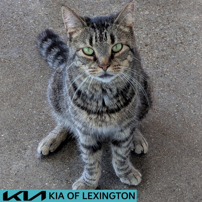 Website Pet Pictures - 2026-07-05T105316.441