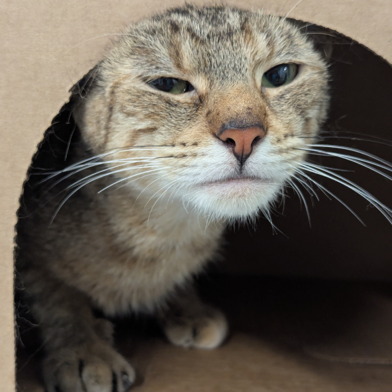 Website Pet Pictures - 2026-07-05T113233.722