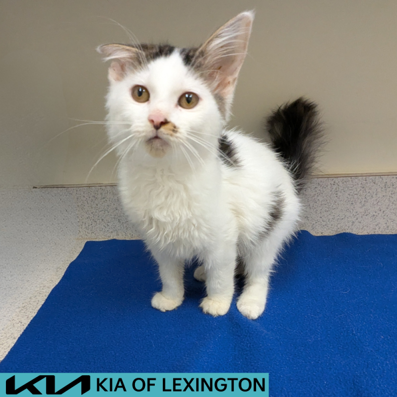 Website Pet Pictures - 2026-07-08T170521.966