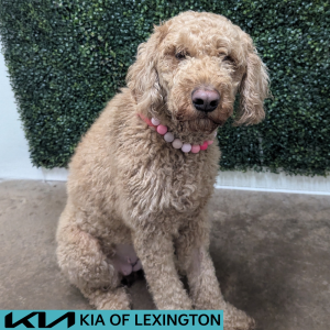 Website Pet Pictures - 2026-07-10T150141.352