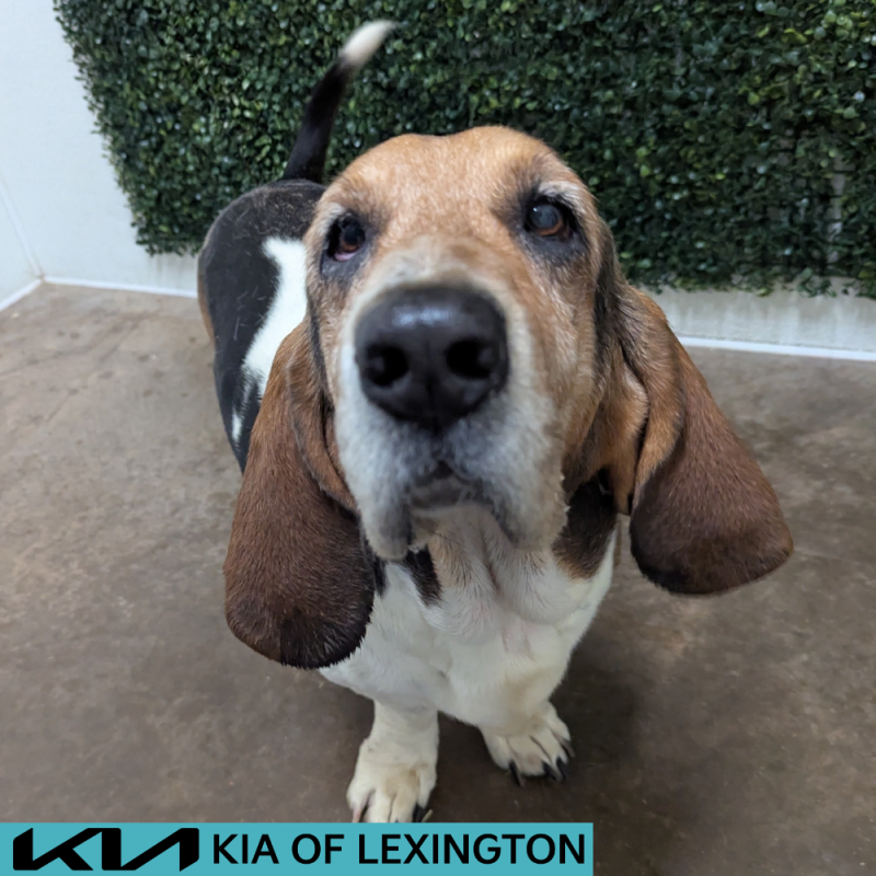 Website Pet Pictures - 2026-07-10T173655.947