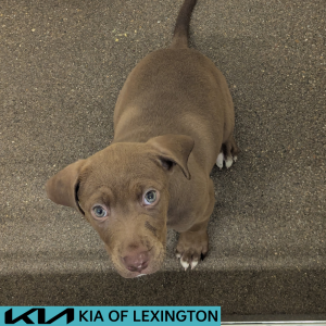 Website Pet Pictures - 2026-07-13T101557.300