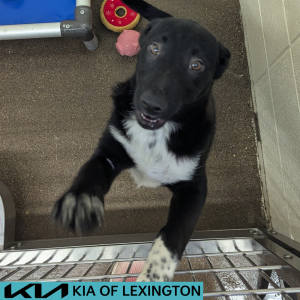 Website Pet Pictures - 2026-07-13T102249.306