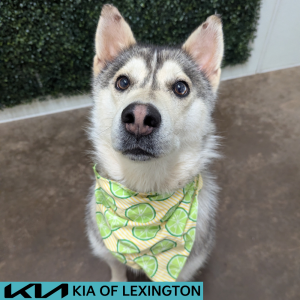 Website Pet Pictures - 2026-07-13T141849.333