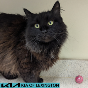 Website Pet Pictures - 2026-07-13T152437.401