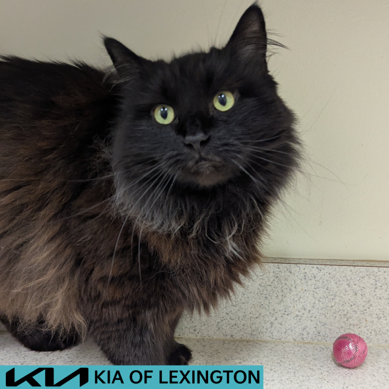 Website Pet Pictures - 2026-07-13T152437.401