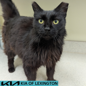 Website Pet Pictures - 2026-07-13T153058.360