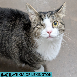 Website Pet Pictures - 2026-07-13T160444.089