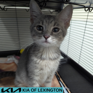 Website Pet Pictures - 2026-07-15T171451.791
