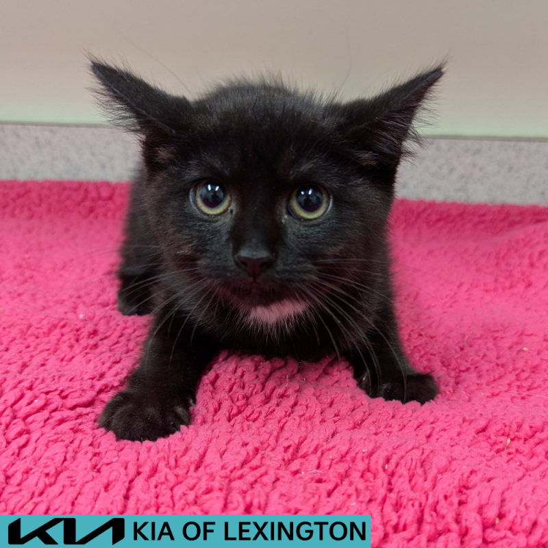 Website Pet Pictures - 2026-07-15T171619.891