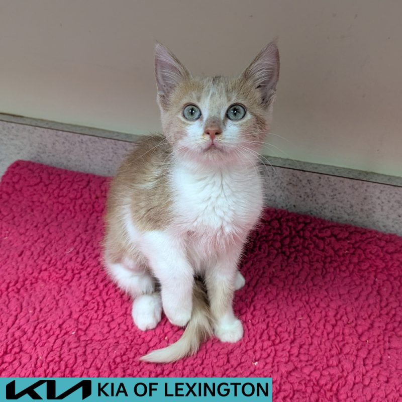 Website Pet Pictures - 2026-07-15T182012.776