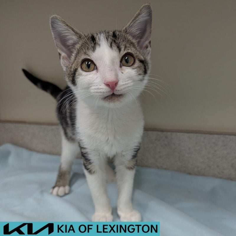 Website Pet Pictures - 2026-07-19T094122.518