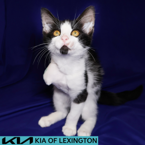 Website Pet Pictures - 2026-07-22T104716.516