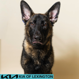 Website Pet Pictures - 2026-07-27T101825.041