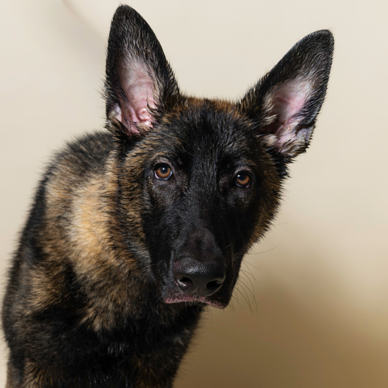 Website Pet Pictures - 2026-07-27T101951.650