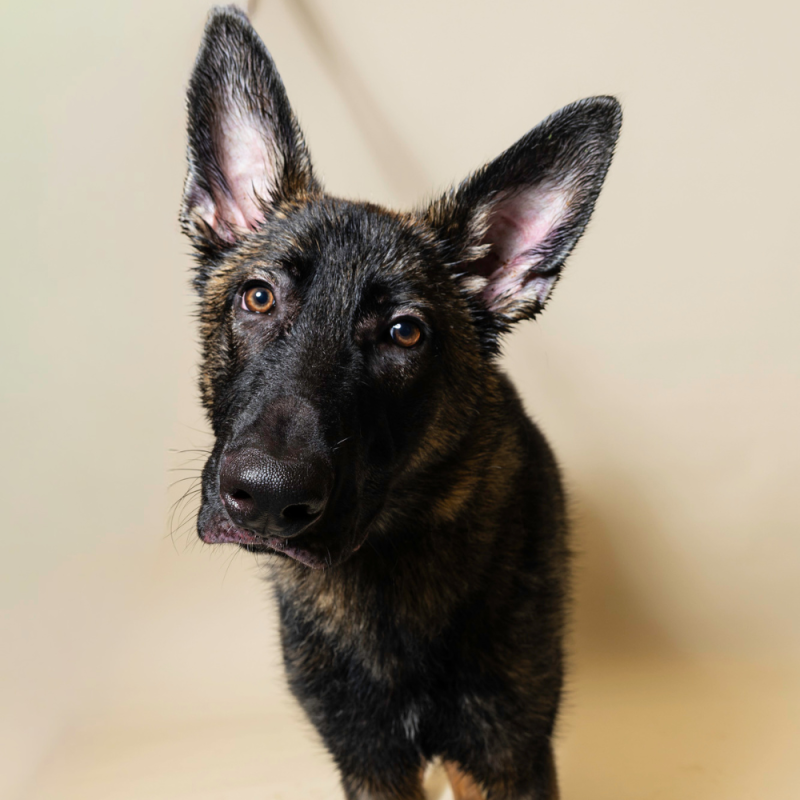 Website Pet Pictures - 2026-07-27T102040.435