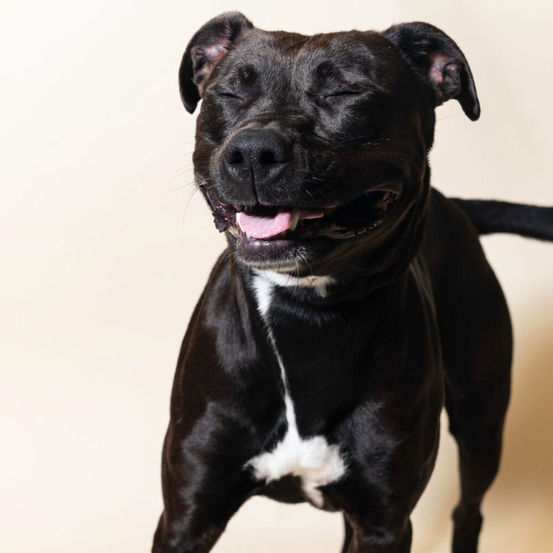 Website Pet Pictures - 2026-07-27T102158.877