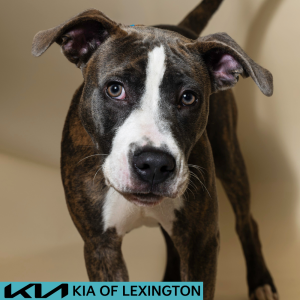 Website Pet Pictures - 2026-07-27T103053.540