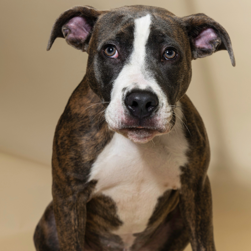 Website Pet Pictures - 2026-07-27T103116.097