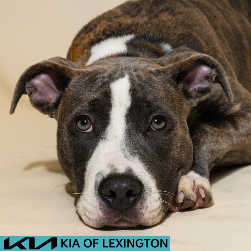 Website Pet Pictures - 2026-07-27T103139.512