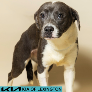 Website Pet Pictures - 2026-07-27T105539.876