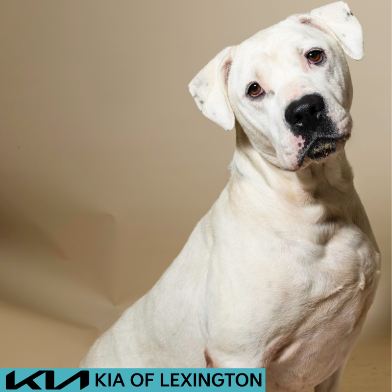 Website Pet Pictures - 2026-07-27T105914.951